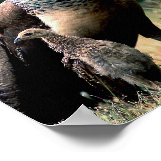 Peacocks Poster (Hoek)