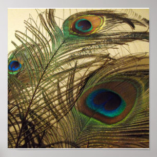 Peacocks veren poster