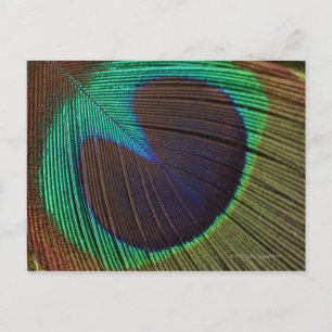 Peacockveer Briefkaart