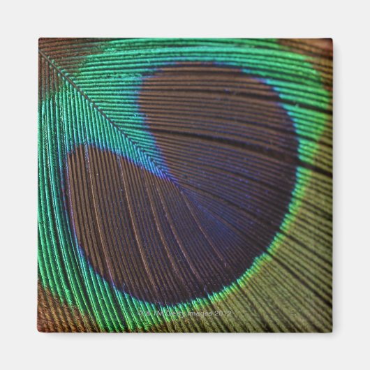 Peacockveer Magneet (Voorkant)