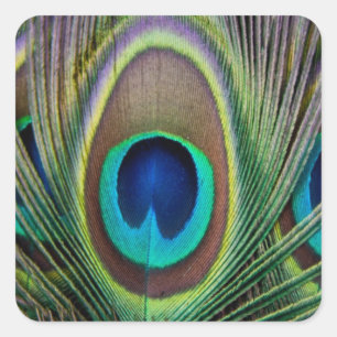 Peacockveer Vierkante Sticker