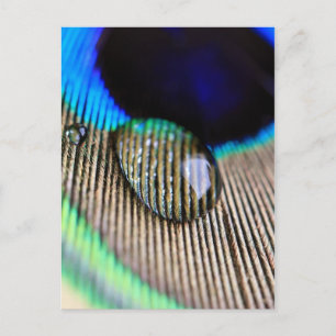 Peacockveren met waterdruppeltjes briefkaart