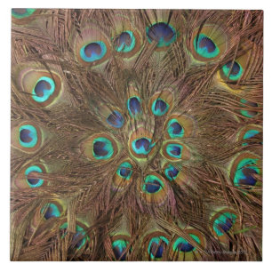 Peacockveren Tegeltje