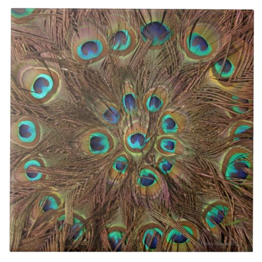Peacockveren Tegeltje (Voorkant)