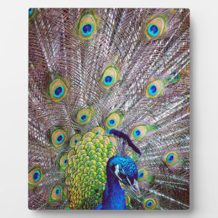 Peacockvogelveren Fotoplaat