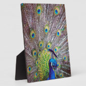 Peacockvogelveren Fotoplaat (Zijkant)