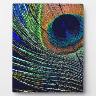 Peacocok Feather Bohemian Fotoplaat