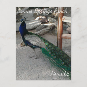 Peacocs à Bonnie Springs Nevada - Carte postale