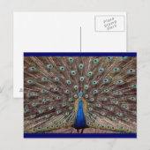 Peacok Briefkaart (Voorkant / Achterkant)