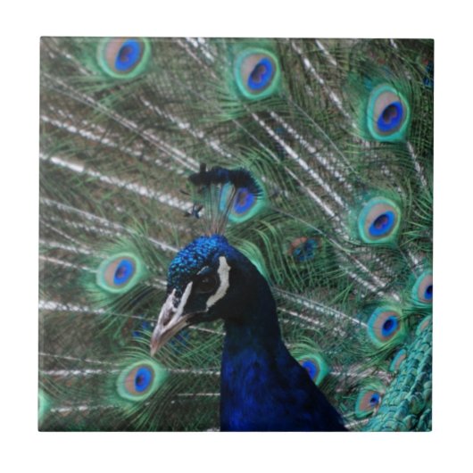 Peafowl Bird Tile Tegeltje (Voorkant)