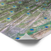 peafowl in volle bloei poster (Hoek)