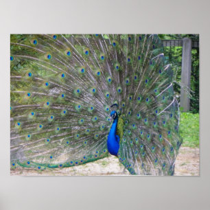peafowl in volle bloei poster