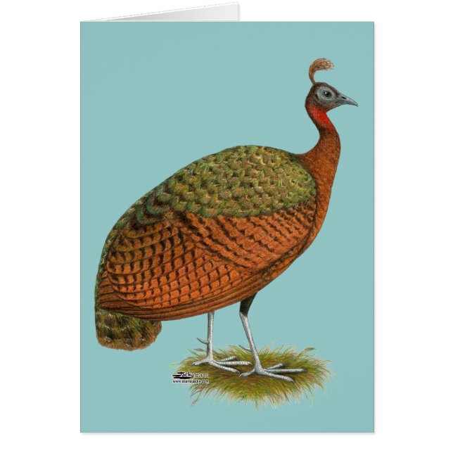 Peafowl: Kongo Peahen (Voorkant)