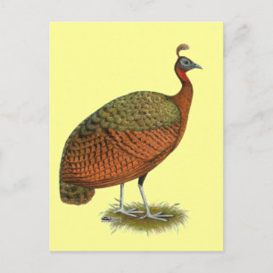 Peafowl: Kongo Peahen Briefkaart