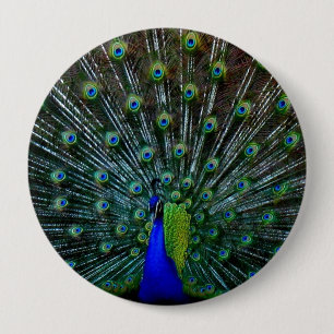 "Peafowl Plumage" Pin Ronde Button 4,0 Cm