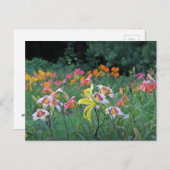 Peak Season Daylilies Briefkaart (Voorkant / Achterkant)