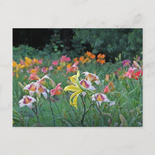 Peak Season Daylilies Briefkaart (Voorkant)