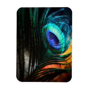 Peakcock Veer dichtbij en persoonlijk Magneet