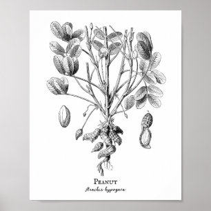 Peanut  Illustratie Poster