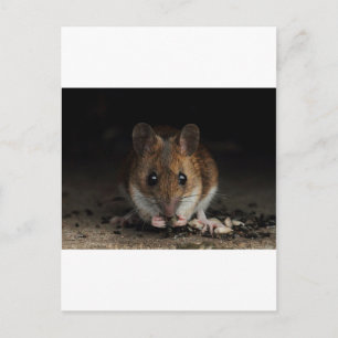 Peanut the Wood Mouse Briefkaart