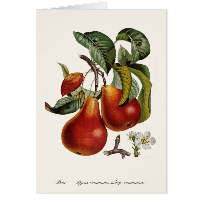 Pear (Voorkant)