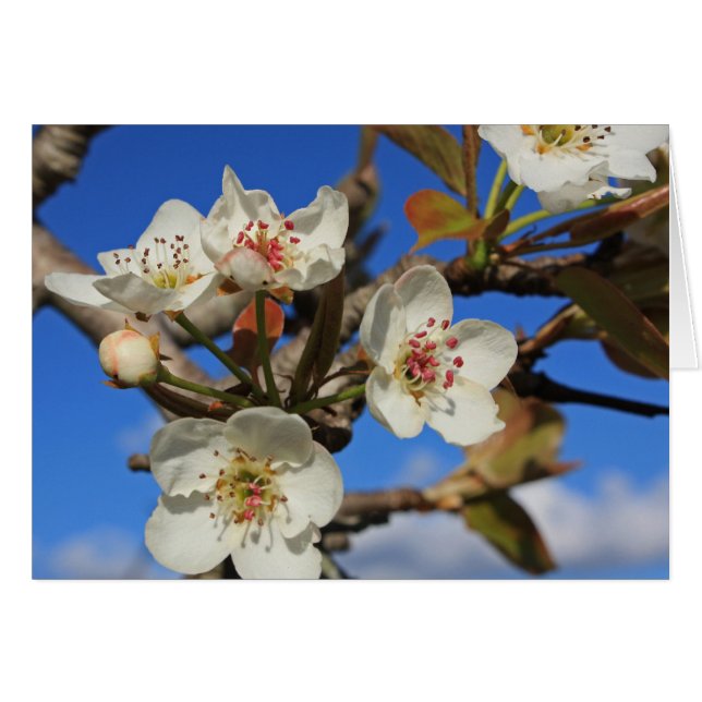 Pear Blossom (Voorkant Horizontaal)