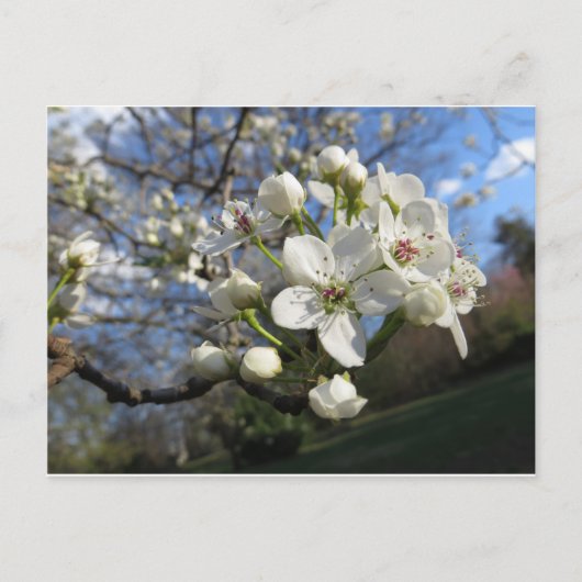 Pear Blossom Briefkaart (Voorkant)