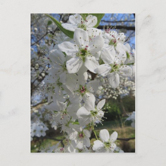 Pear Blossom Briefkaart (Voorkant)