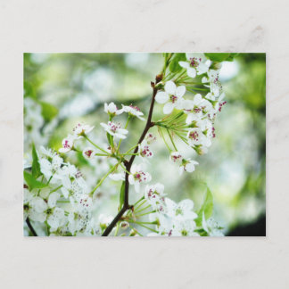 Pear Blossom Briefkaart