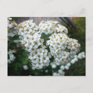 Pear Blossom Briefkaart