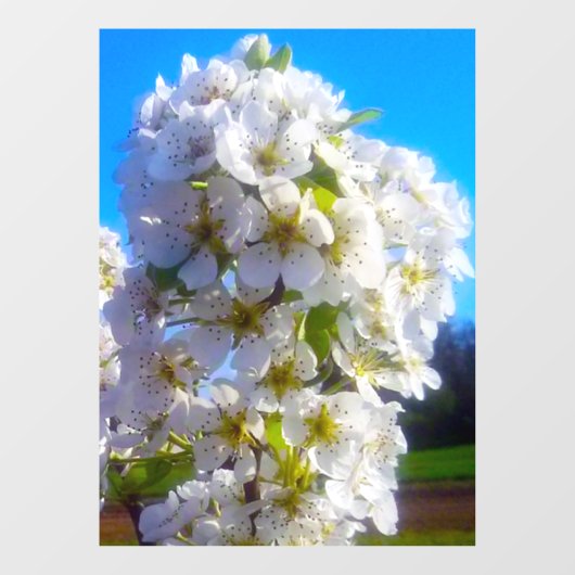 Pear Blossom Raamsticker (Vel)