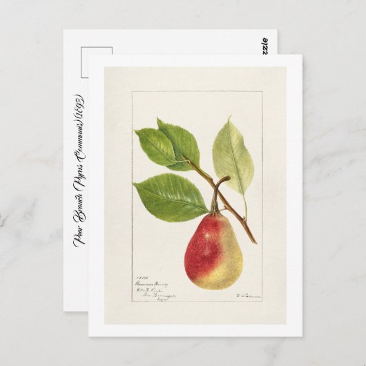 Pear Branch (Pyrus Communis)(1893) Klein Briefkaart (Voorkant / Achterkant)