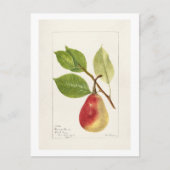 Pear Branch (Pyrus Communis)(1893) Klein Briefkaart (Voorkant)