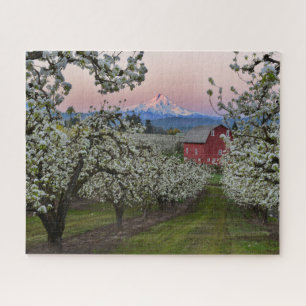 Pear Orchard in Bloom with Barn near Mount Hood Legpuzzel
