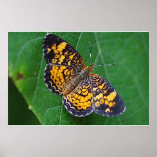Pearl Crescent Butterfly Poster (Voorkant)
