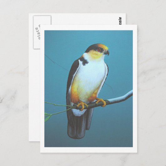 Pearl Kite Briefkaart (Voorkant / Achterkant)