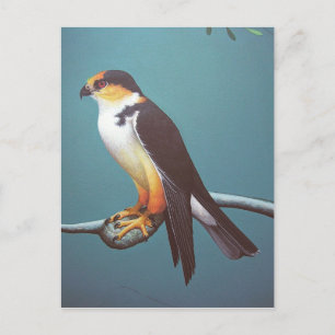 Pearl Kite Briefkaart
