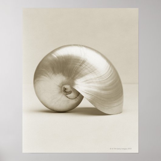 Pearl Nautilus Seashell Poster (Voorkant)