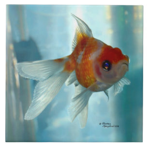 Pearlscale oranje Goldfish Tile Tegeltje