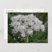 Pearly Everduurzaam, Unalaska Island Briefkaart (Voorkant / Achterkant)