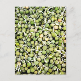 Peas Sprouts Briefkaart