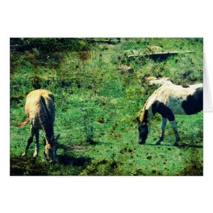 Peau de revers et Pinto