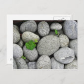 Pebbles Briefkaart (Voorkant / Achterkant)