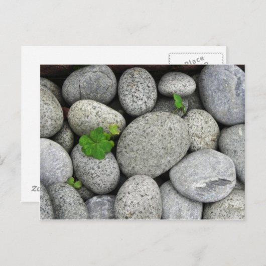 Pebbles Briefkaart (Voorkant / Achterkant)