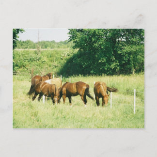 Pebbles, Lady, Sugar, Limited en Gump Briefkaart