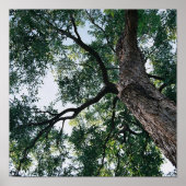 Pecan Poster (Voorkant)