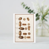 Pecans Botanische Illustratie Briefkaart (Staand voorkant)