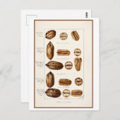 Pecans Botanische Illustratie Briefkaart (Voorkant / Achterkant)