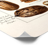 Pecans (Carya Illinoinensis) Waterverf schilderen Poster (Hoek)