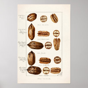 Pecans (Carya Illinoinensis) Waterverf schilderen Poster